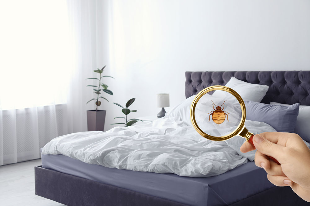 Bed with magnifying glass